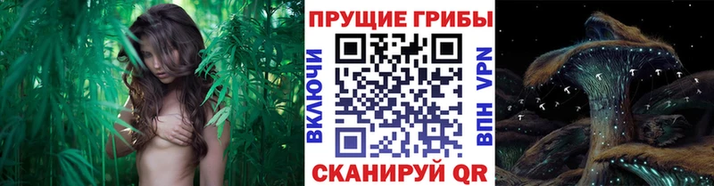 Галлюциногенные грибы Psilocybine cubensis  Купить  Баймак 